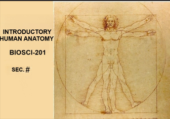 Vitruvian Man (Leonardo da Vinci)