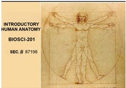 Vitruvian Man (Leonardo da Vinci)