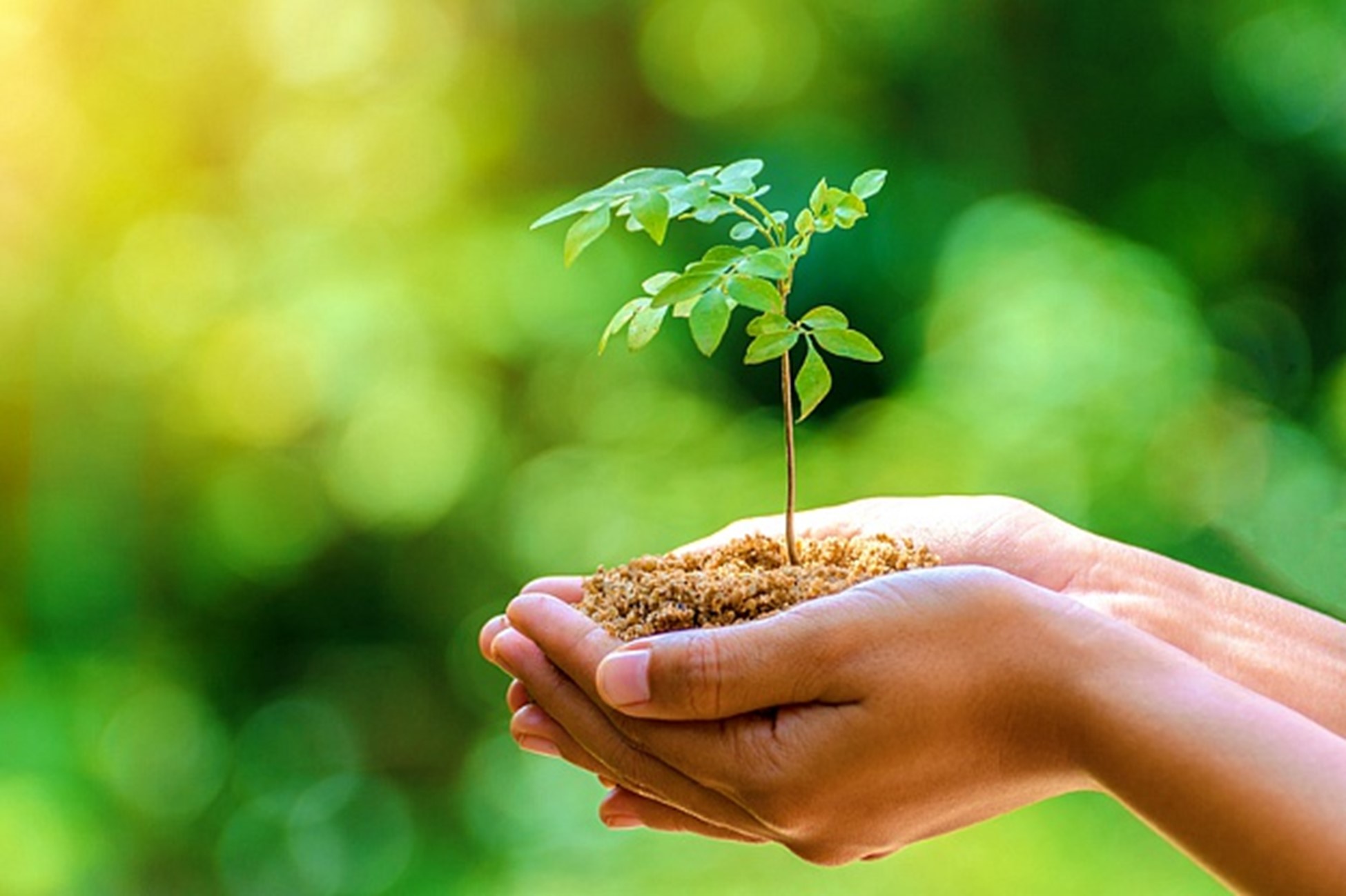 Cupped hands holding a small plant that is planted in dirt. The background is green.