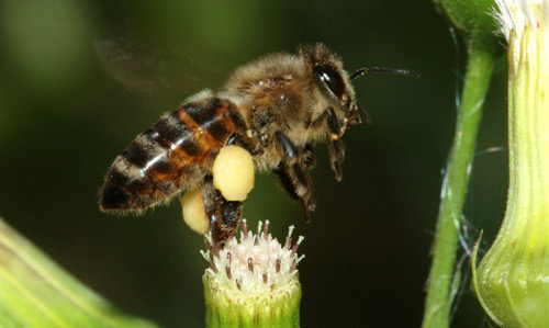 European honey bee 