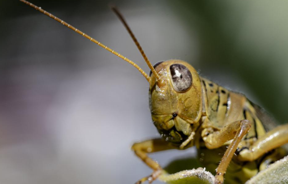 Close-up photo of head of grasshopper