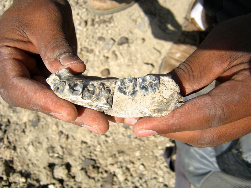 Homo mandible fragment